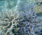 Μια θαλάσσια κοράλλια, ένας πολύποδας που ζει σε αποικίες σε τροπικές θάλασσες θαλάσσιων κονδυλίων